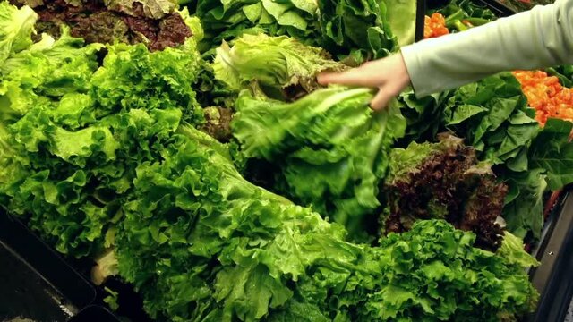 Woman selecting fresh green leaf lettuce in the grocery store produce department.