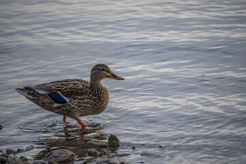 A brown Mallard in Lake Havasu, Arizona