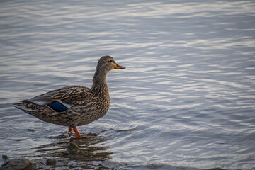 A brown Mallard in Lake Havasu, Arizona