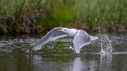 Silbermöwe (Larus argentatus)