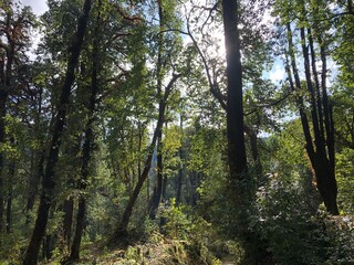 trees in the forest