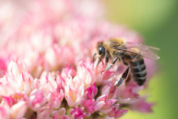 Honey bees collect pollen Spiraea flower. Macro shot.