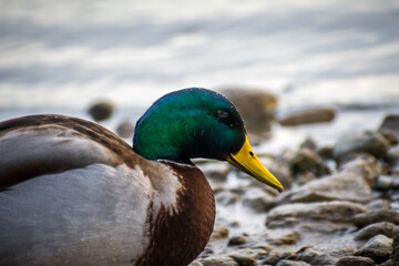 A green Mallard in Lake Havasu, Arizona