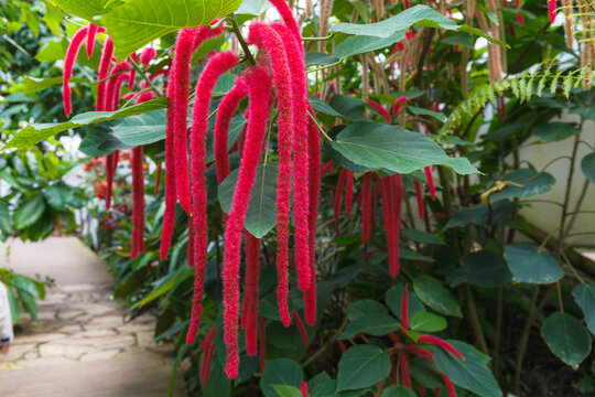 Amaranth (Love-Lies-Bleeding) close up view