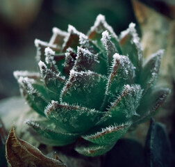The natural background. Plants covered with frost. First frosts in the Park