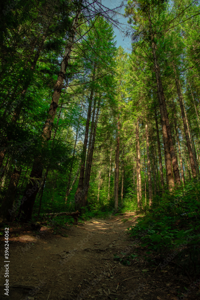 Poster high trees summer forest nature landscape photography summer bright day season time vertical picture concept