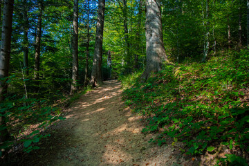 vivid green mountain forest scenic view outdoor environment space of summer clear weather day season and dirt trail for hiking walking