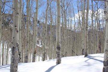 Aspen trees in the winter 