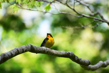 モミジの太い枝に止まるキビタキ