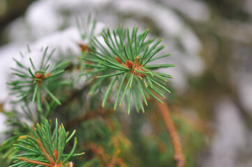 close up of pine needles
