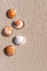 Summer holiday poster with seashells, starfishes on sand ocean beach background. Summer vacation and product advertisement concept.