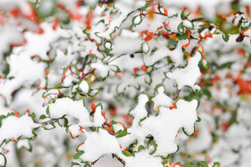 christmas tree with berries