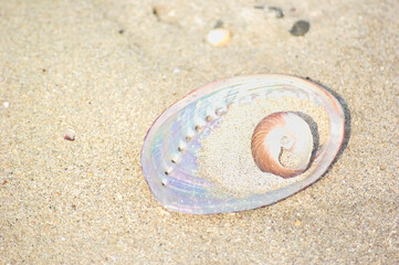 三重県　伊勢志摩で見つけた貝殻