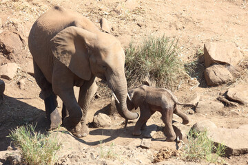 Afrikanischer Elefant / African elephant / Loxodonta africana.