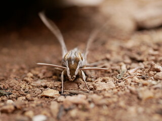 Silver-striped hawk-moth (Hippotion celerio), dorsal and ventral view, isolated on a white background