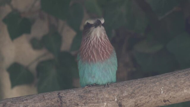 Close up on Lilac breasted roller bird perched on a branch in a cage