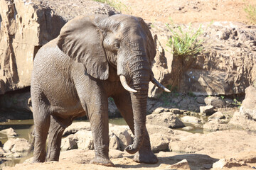 Naklejka premium Afrikanischer Elefant am Mphongolo River/ African elephant at Mphongolo River / Loxodonta africana