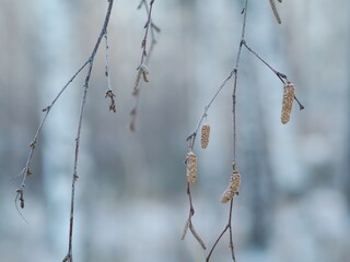 Frost branches