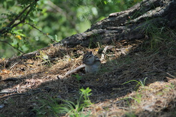 chipmunk in the forest on the rocks