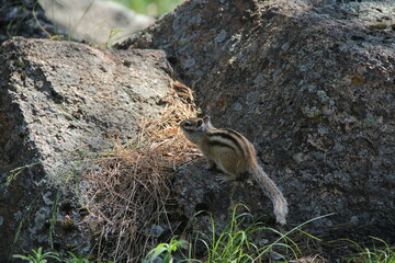 chipmunk in the forest on the rocks