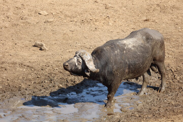 Fototapeta premium Kaffernbüffel / Buffalo / Syncerus caffer