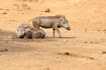 Fototapeta premium Warzenschwein / Warthog / Phacochoerus africanus