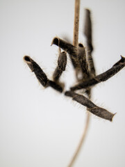 seed pods
