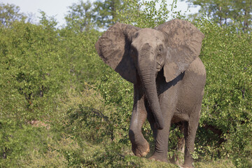 Obraz premium Afrikanischer Elefant / African elephant / Loxodonta africana.