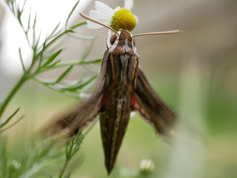 Silver-striped hawk-moth (Hippotion celerio), sits on a chamomile flower and waves its wings. Large butterflies in their natural habitat.