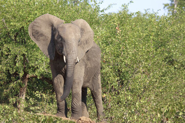 Afrikanischer Elefant / African elephant / Loxodonta africana