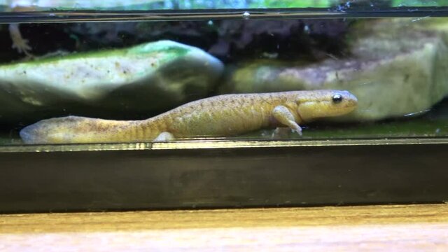 水中を歩くイワミサンショウウオ  サンショウウオ  全身 カスミサンショウウオ 4K クローズアップ  絶滅危惧種
