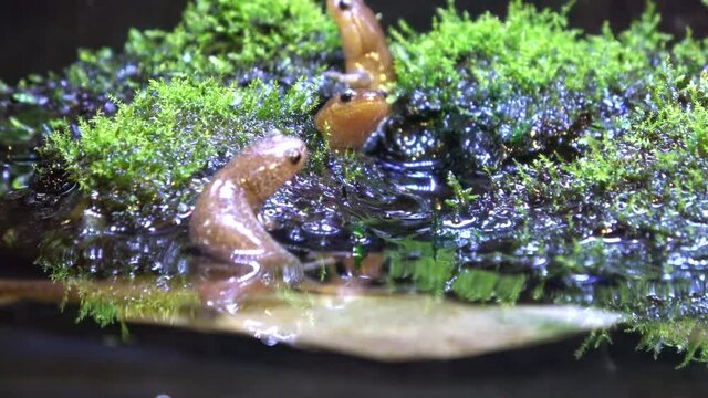イワミサンショウウオ  サンショウウオ  カスミサンショウウオ 4K 全身  絶滅危惧種
