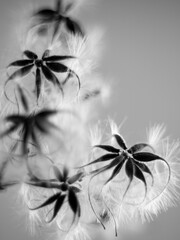 seed pods