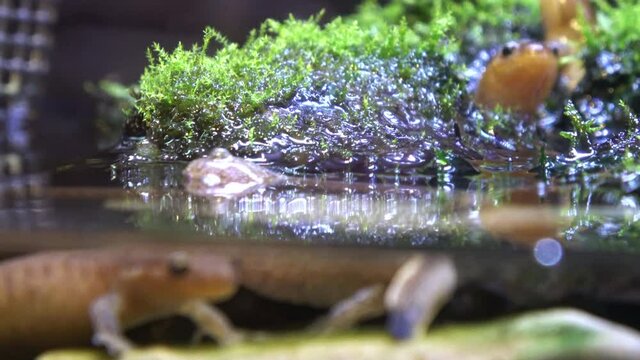 イワミサンショウウオ  サンショウウオ  カスミサンショウウオ 4K クローズアップ  絶滅危惧種