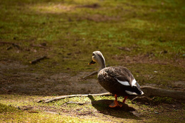 苔の上を歩くカルガモの後ろ姿