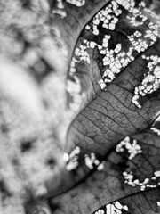 fallen leaves