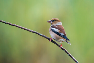hawfinch perched on a branch with green blur background