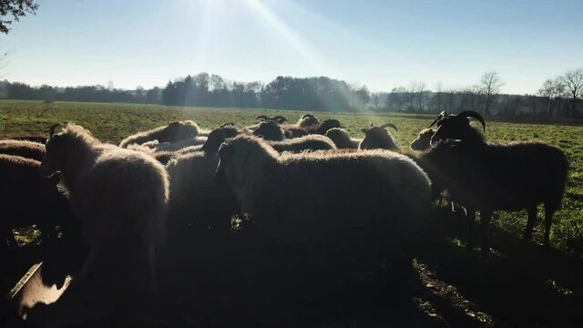 Schafherde auf gr&uuml;ner Weide