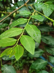 green leaves with water drops