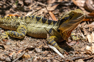 Lizzard