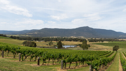 Fototapeta premium vineyard in region country