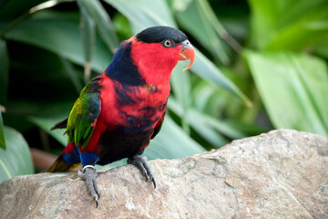 this is a close up of black capped lory