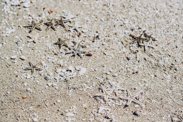Beige fawn brown beautiful nature background design screensaver web wallpaper for resort spa relax. A lot small starfish seashell ocean biomes placed spawn on beach sea sand surface. Copy space