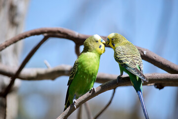 the two parakeets are perched on a branch