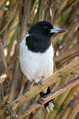 the pied butcher bird has a black head and white body. Its beak is grey with a black tip