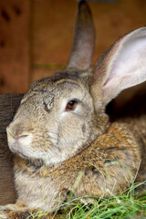 Close-up portrait of an animal. Big rabbit in a wooden cage on the farm.