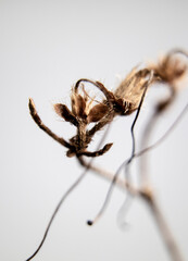 seed pods