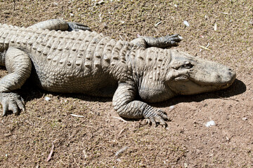 this is an american alligator, it is gray and has scales