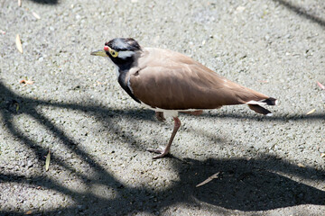 the banded lapwing is standing on one leg