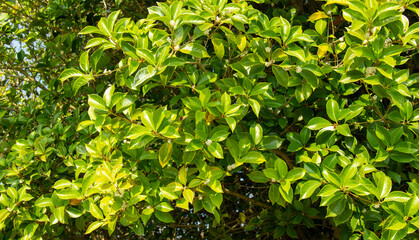 Fototapeta na wymiar Magnolia grandiflora is a species of flowering plant. Leaves, flowers, young branches can be used to produce essential oil